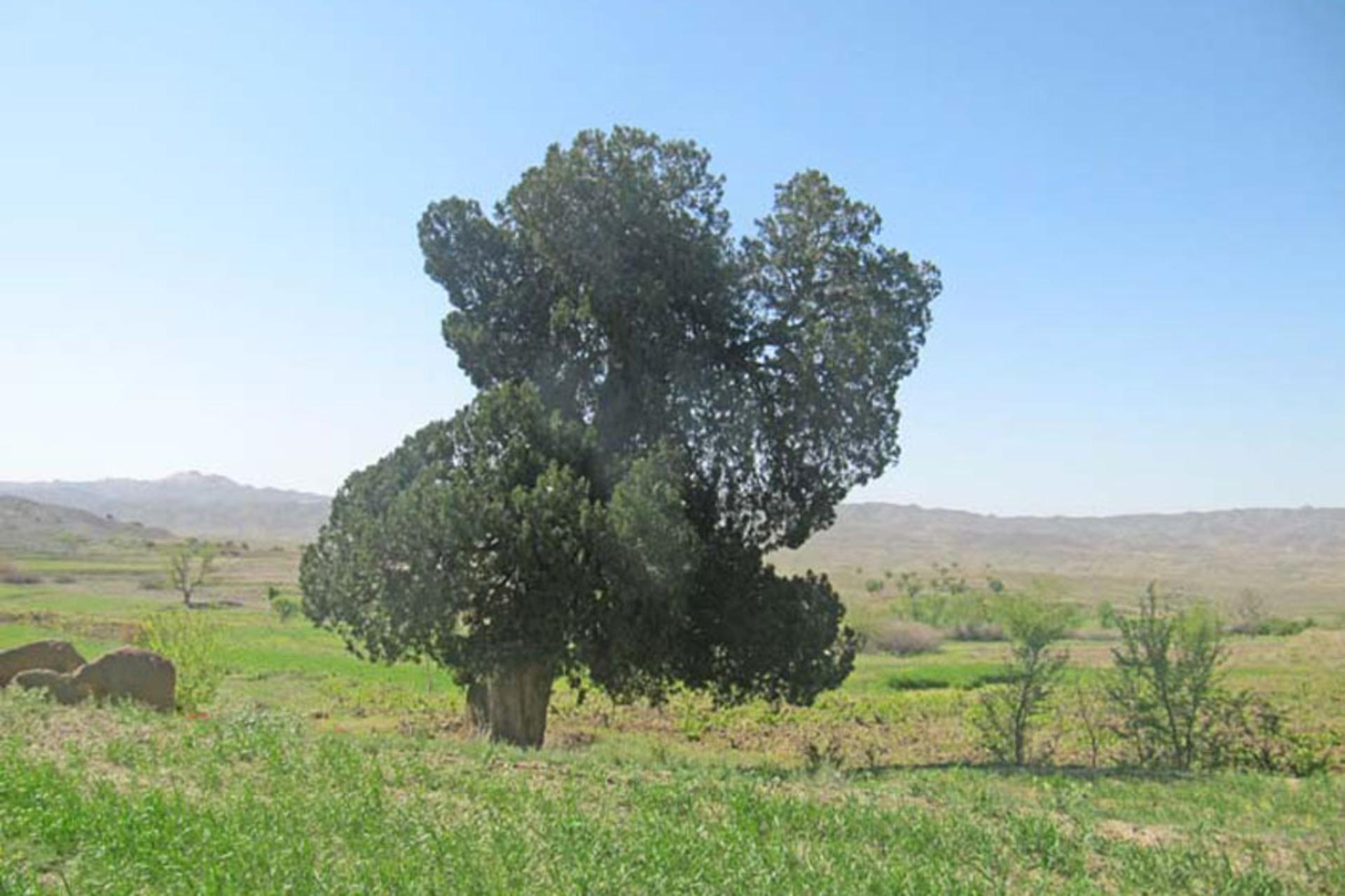 درخت سرو کهنسال فیض آباد شهرستان فیروزه