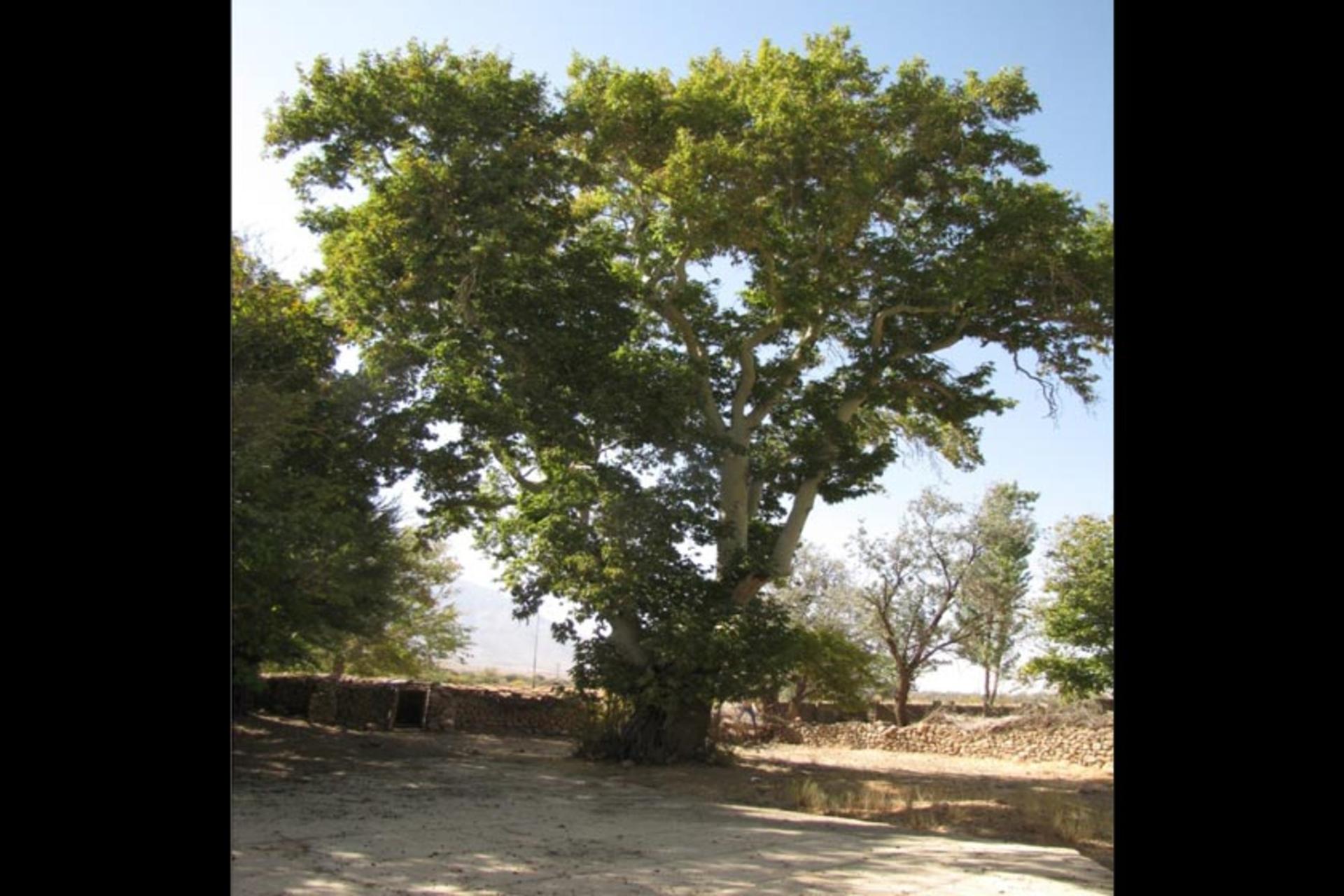 درخت چنار کهنسال مهدی‌ آباد