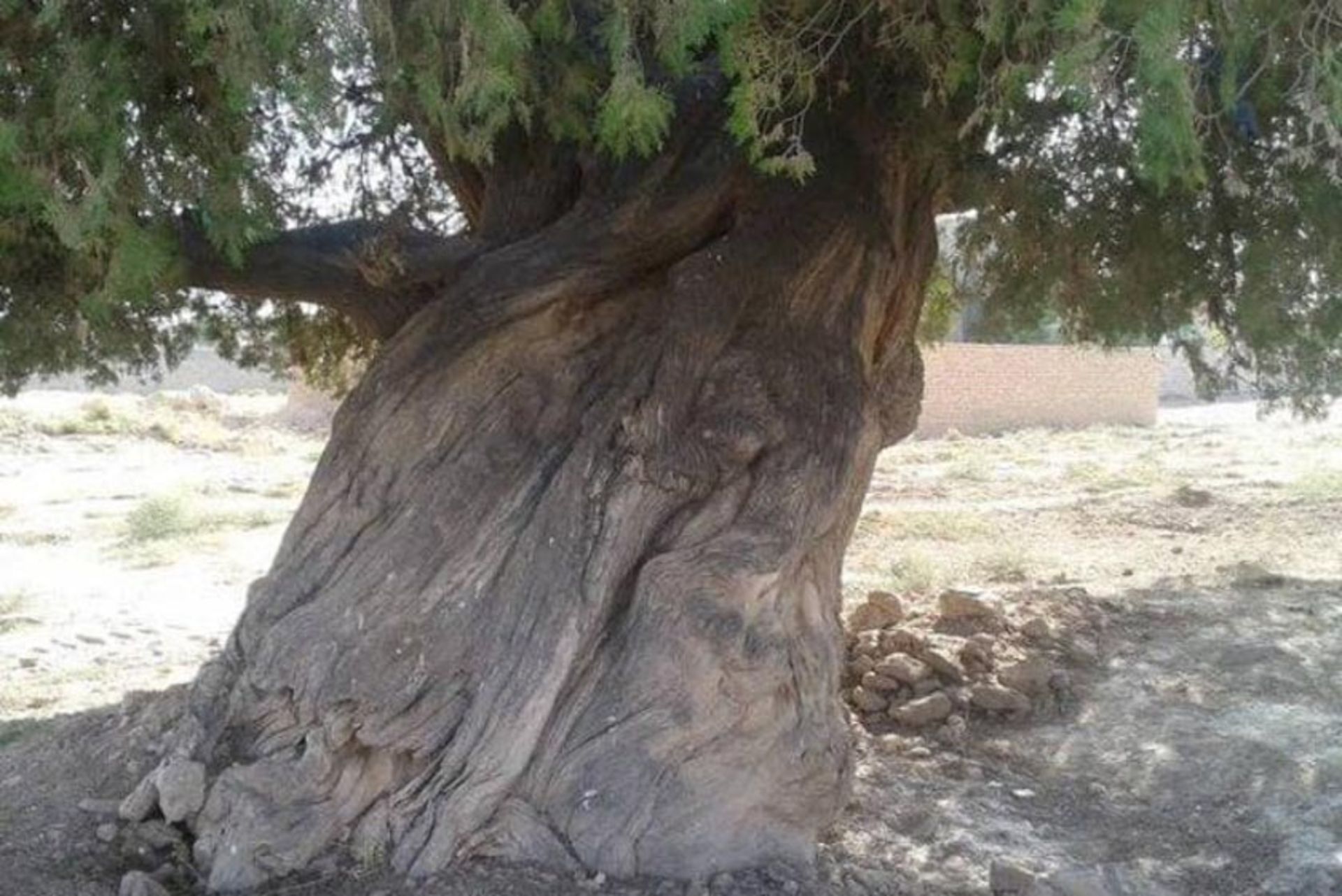 درخت سرو کهنسال روستای باغ فراگرد مشهد