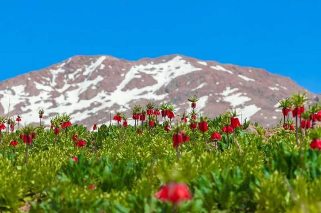 کوه‌های برف پوش دشت لاله های واژگون کوهرنگ