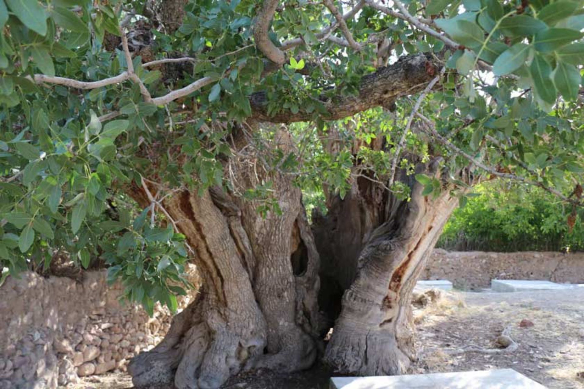 درخت کهنسال پسته اودرج