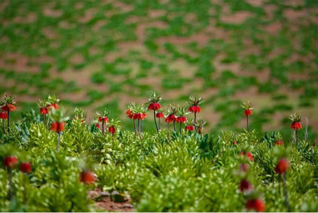 گل‌های لاله واژگون دشت لاله های کوهرنگ