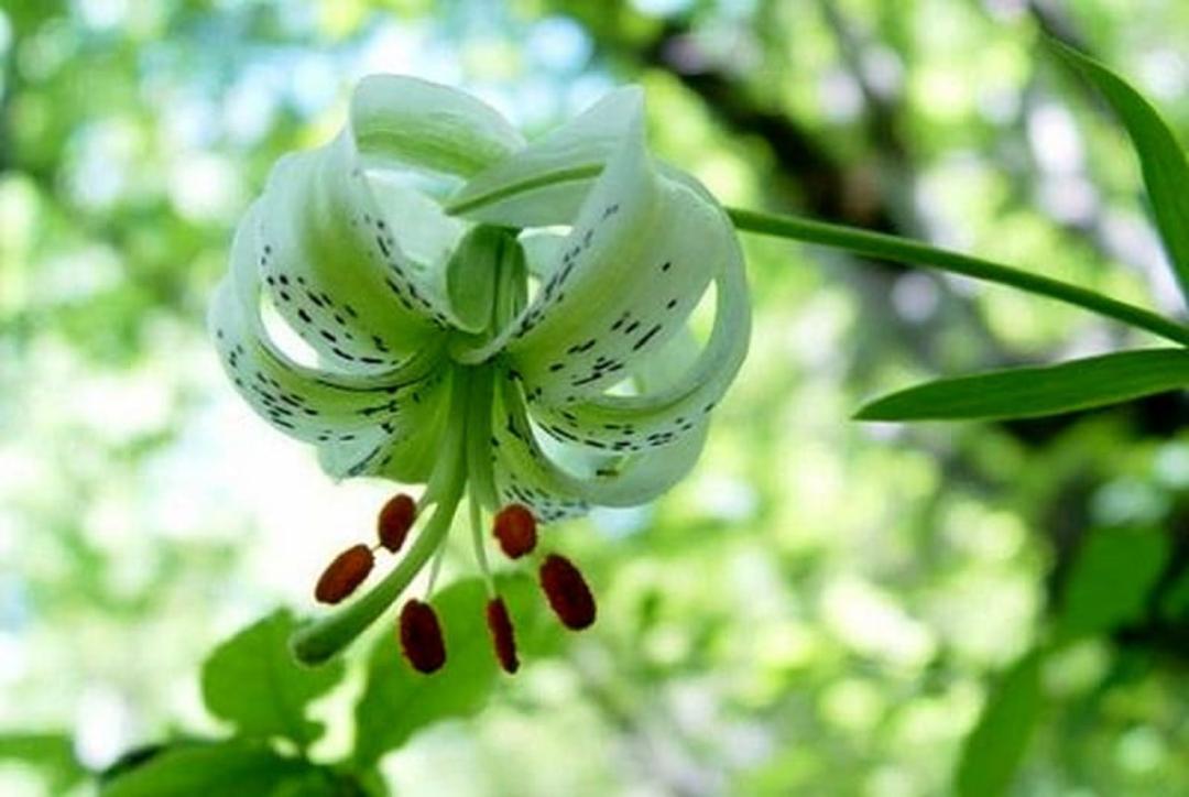 گل دهی سوسن چلچراغ