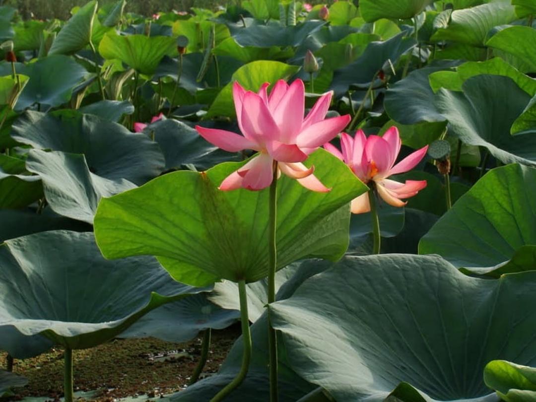 لاله مردابی