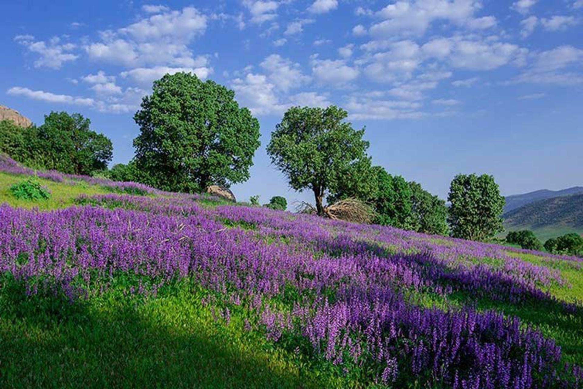 گل های بنفش در لرستان در بهار
