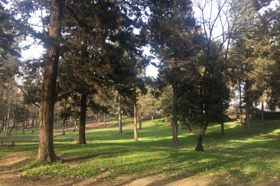 درختان و چمنزار سرسبز در پارک جنگلی هلومسر