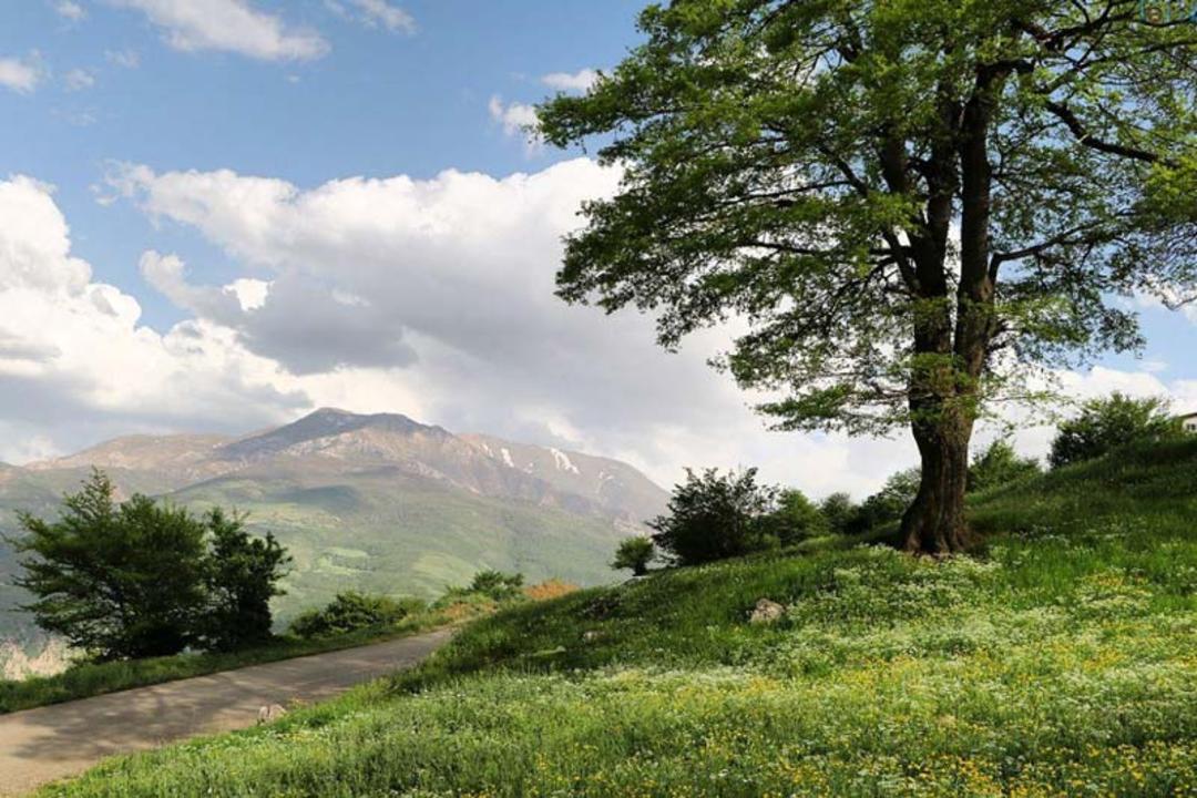 طبیعت بهاری جنگل اوریم