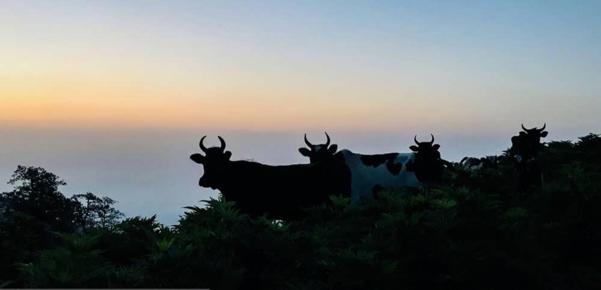 گاوهای اهالی روستای اولسبلنگاه