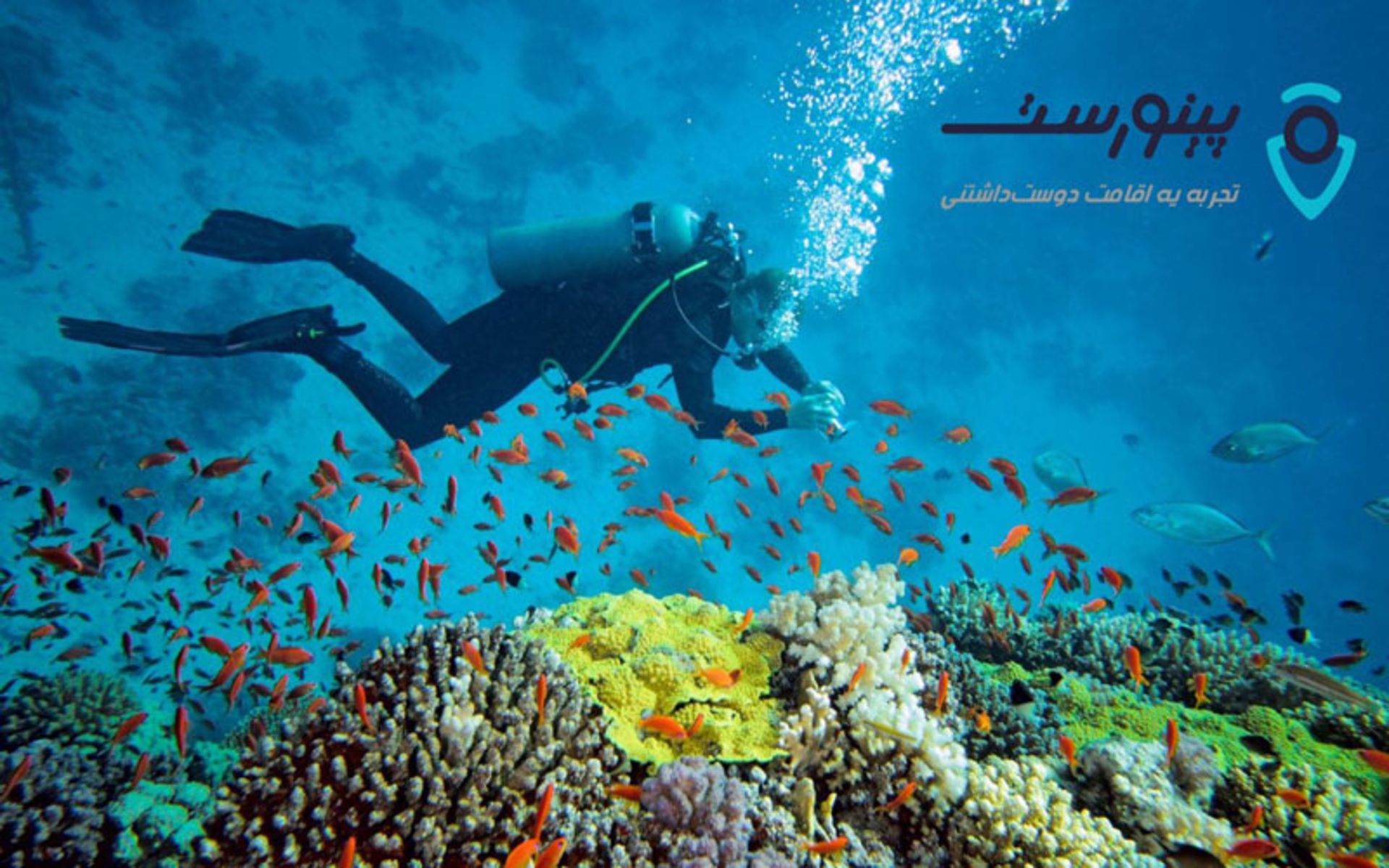 غواصی در جزیره کیش