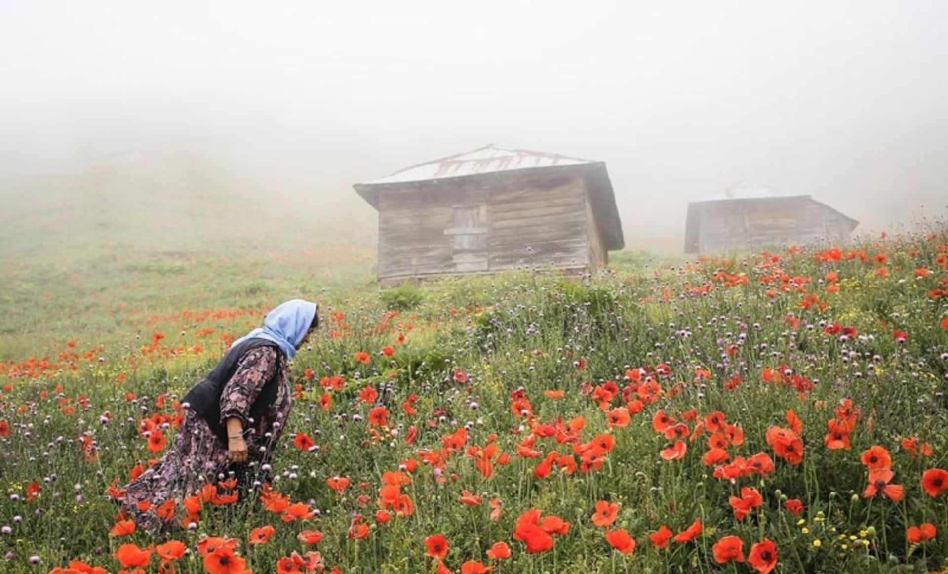 بانوی روستایی در دشت شقایق سوباتان