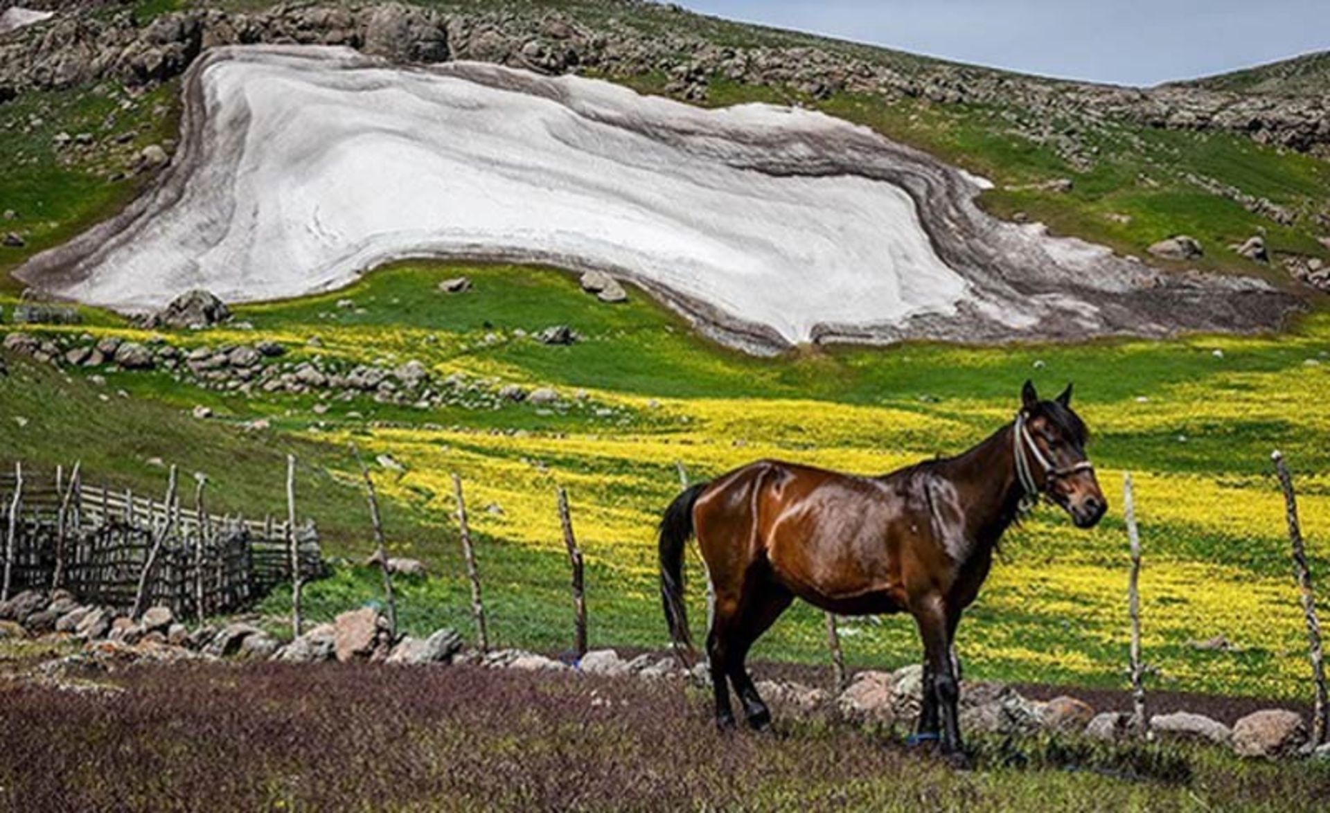 اسب وحشی در ییلق و دشت های سوباتان