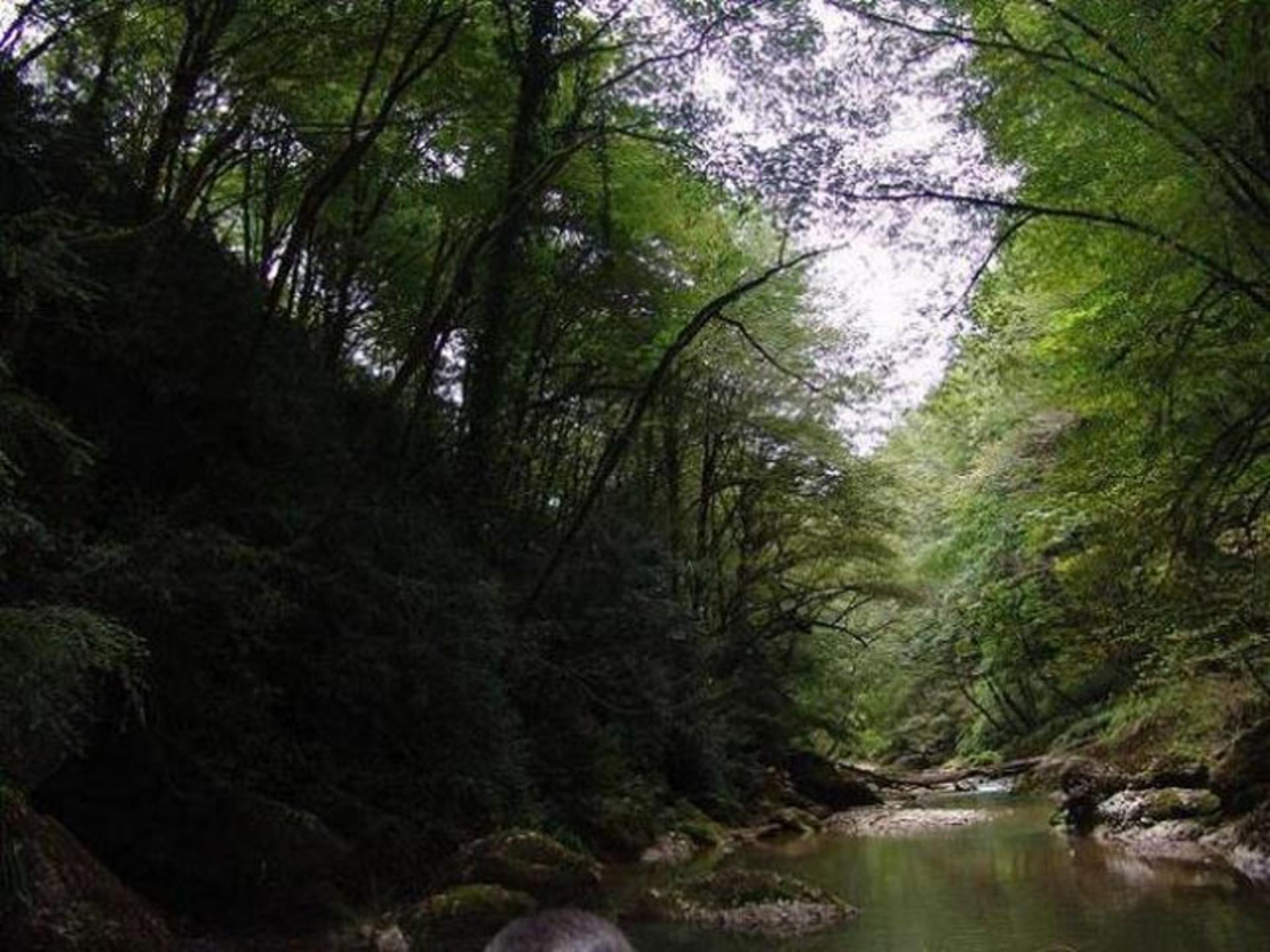 رودخانه و جنگل نارنج بن سوادکوه