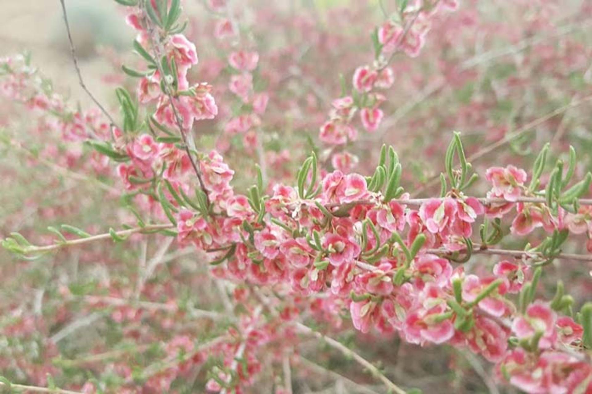 پوشش گیاهی پارک ملی کلاه قاضی
