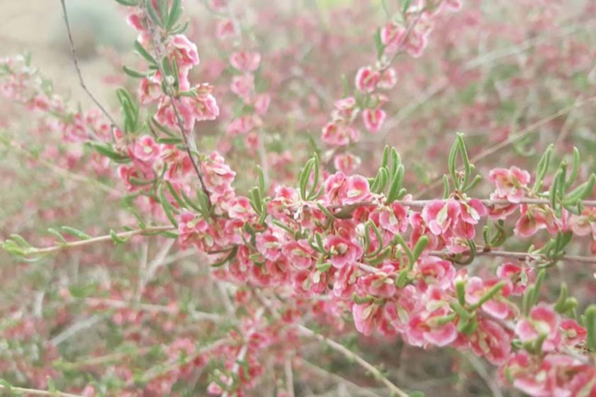 پوشش گیاهی پارک ملی کلاه قاضی