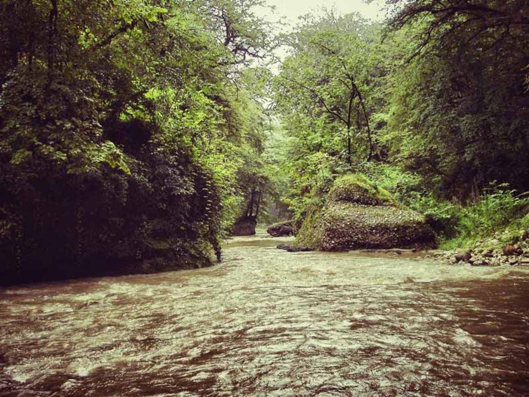 رودخانه و جنگل پلنگ دره زیر آسمان ابری