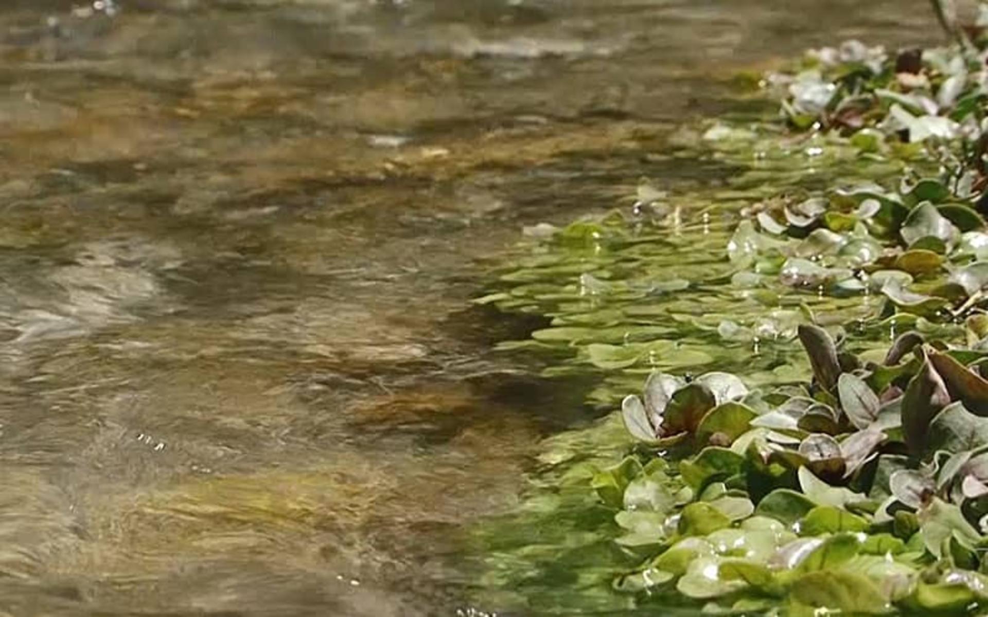 آب زلال چشمه مرغاب