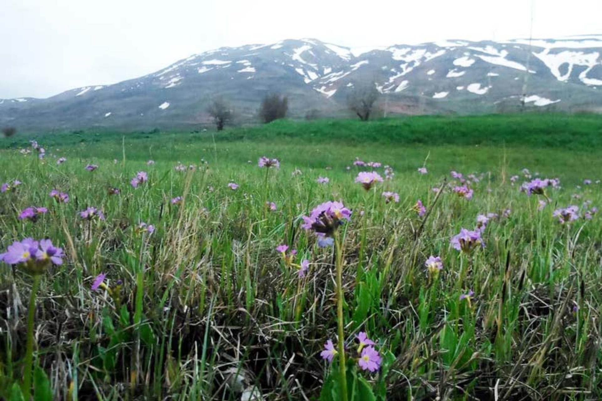 روستای گردشگری لرد