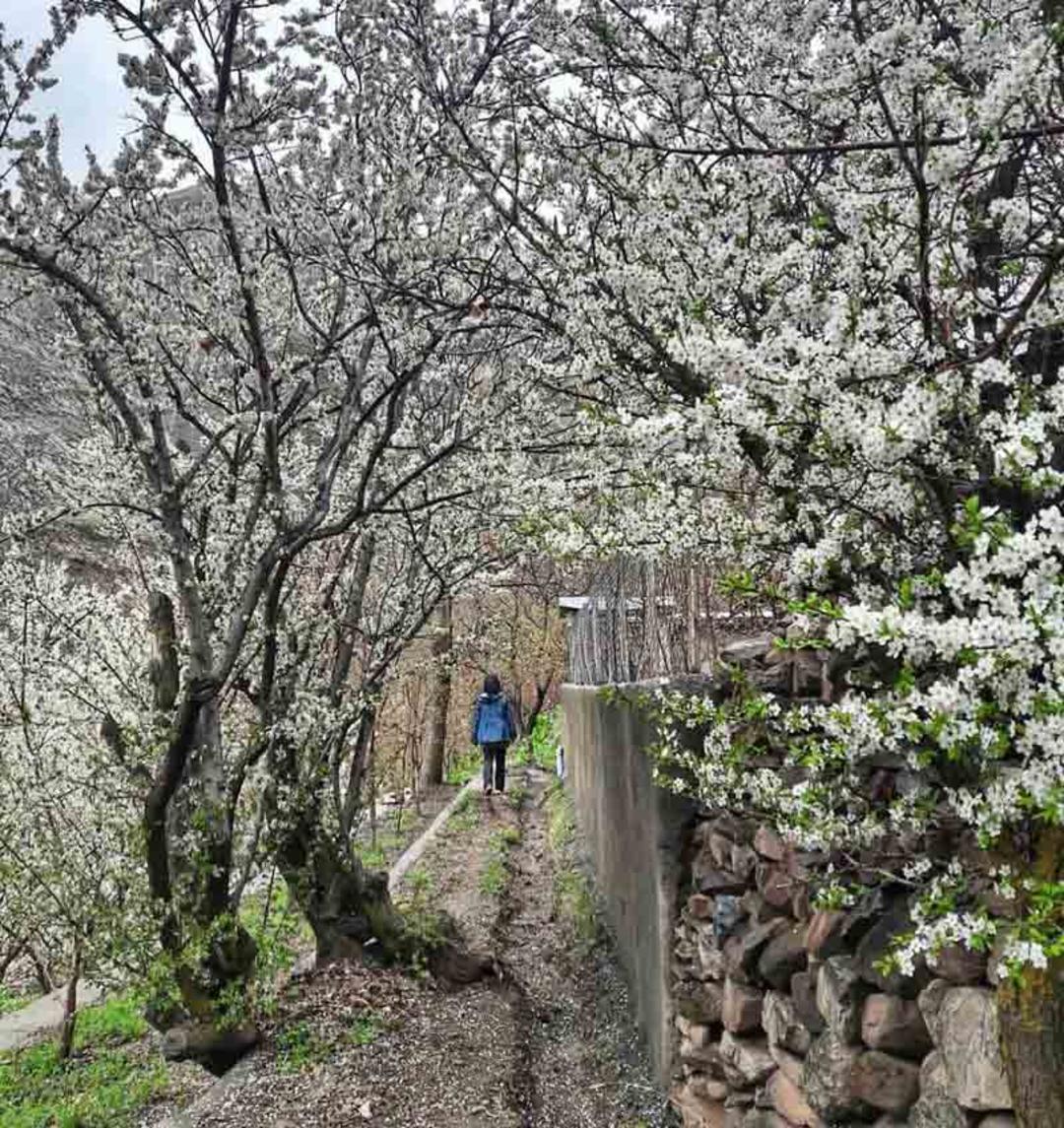 شکوفه های بهاری در روستای آهار