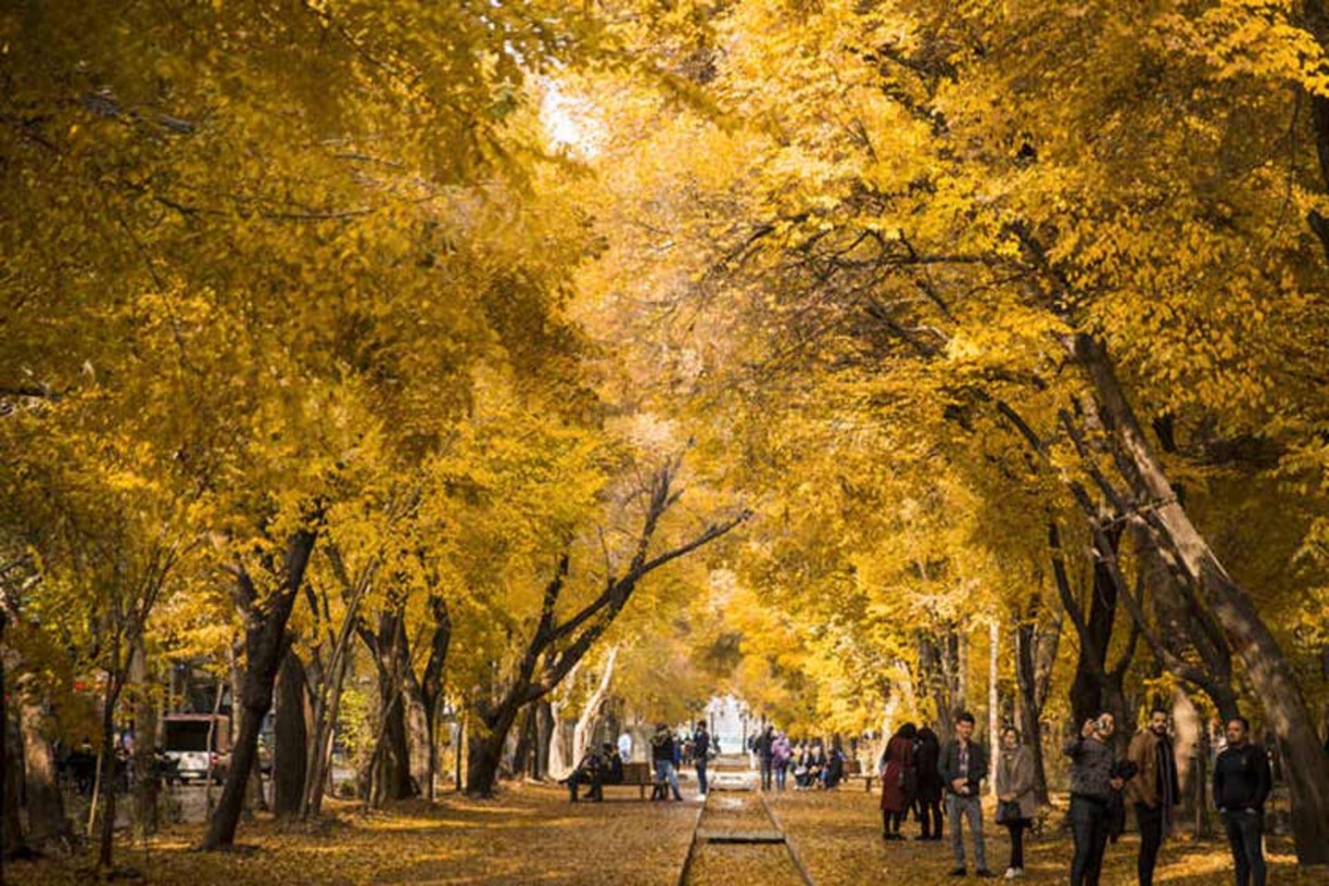 طاق درختی در خیابان چهارباغ عباسی 