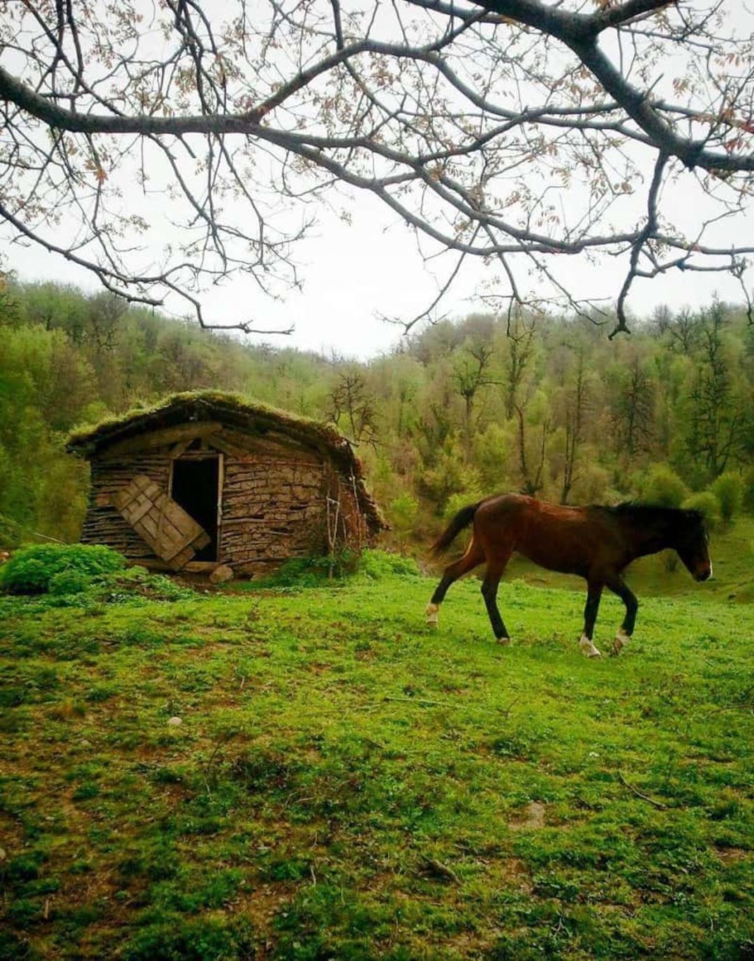 کلبه ای در جواهرده
