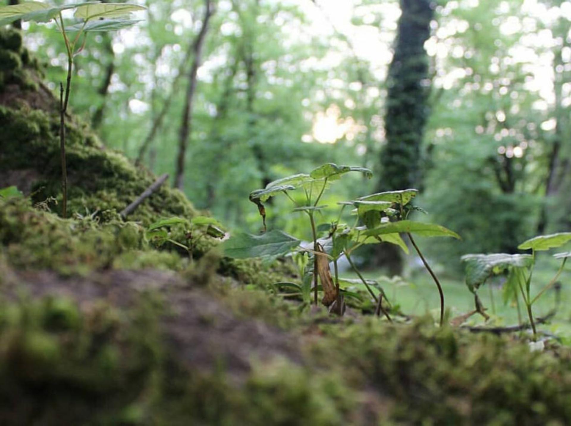 گیاهان زیبای جنگل پلنگ دره از نمای نزدیک