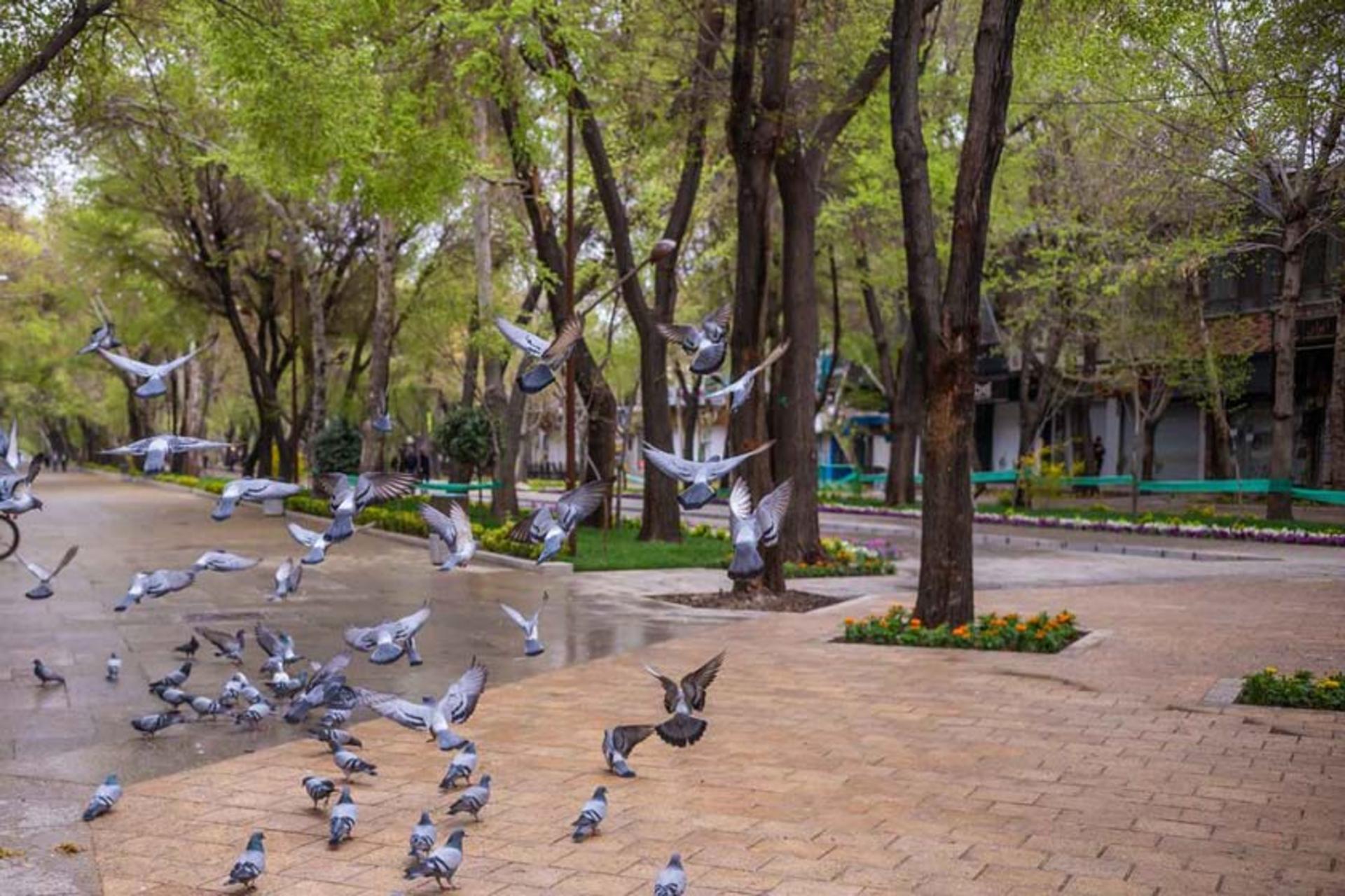 بهار در خیابان چهارباغ عباسی 
