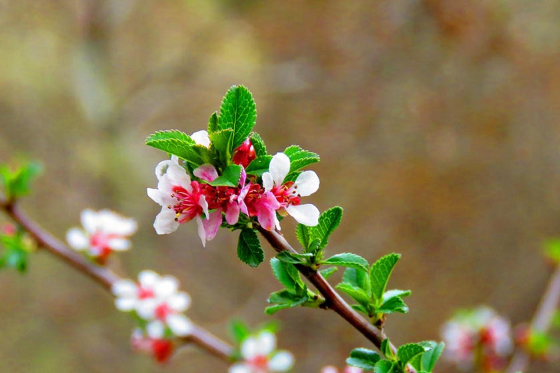 بهار در کلکچال