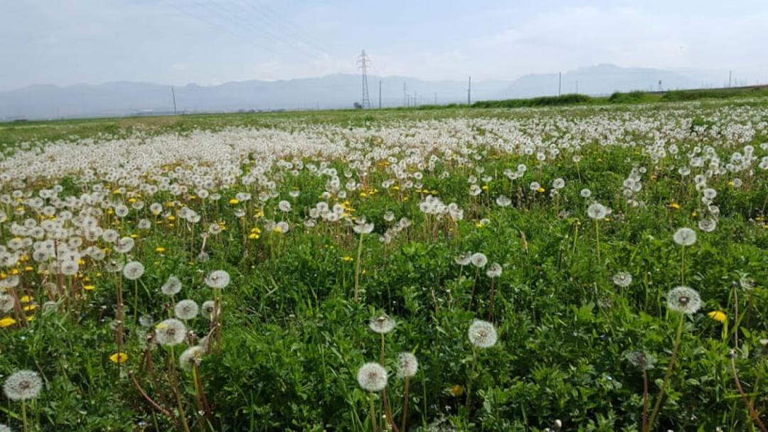 باغ های روستای زرگر