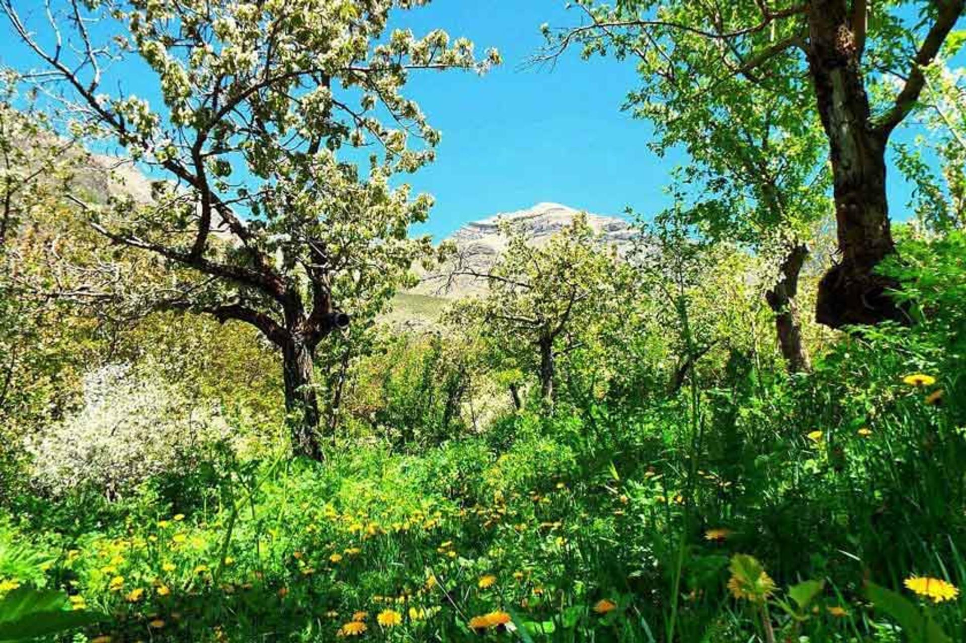 زیبای‌هایی دشت هویج