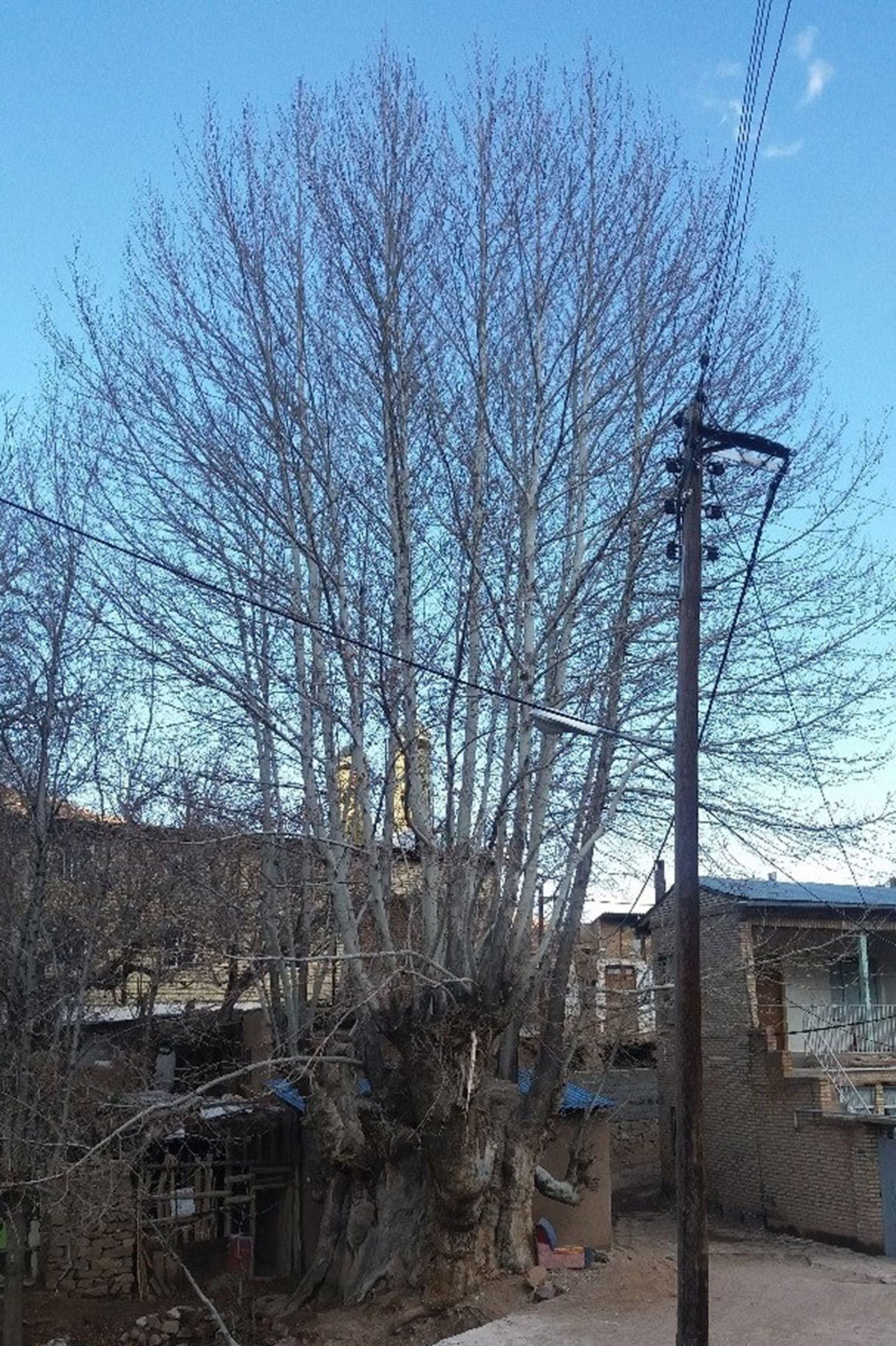 درخت کهنسال استان سمنان