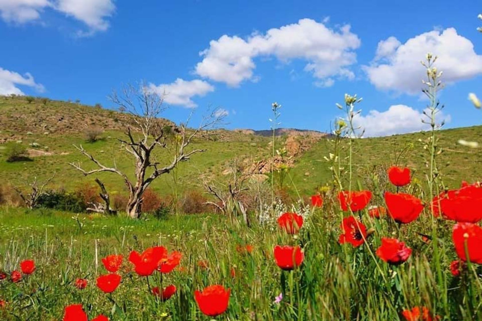 رویش گل‌ها در بهار پارک ملی خجیر