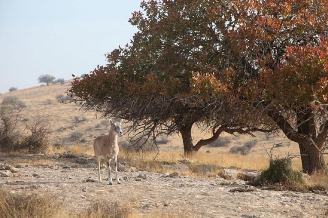 جزایر پارک ملی