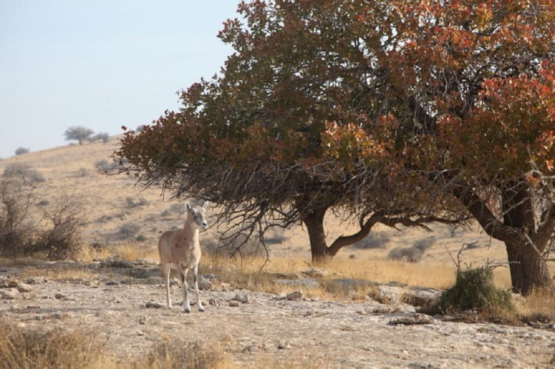 جزایر پارک ملی
