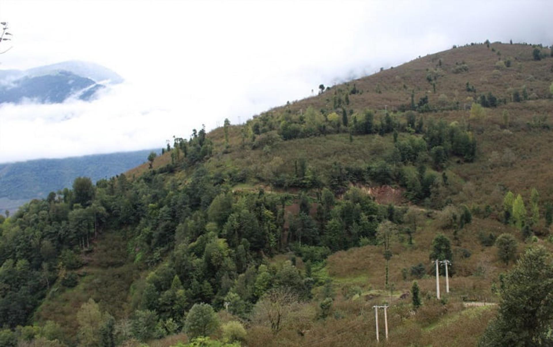 پوشش جنگلی گره گوابر