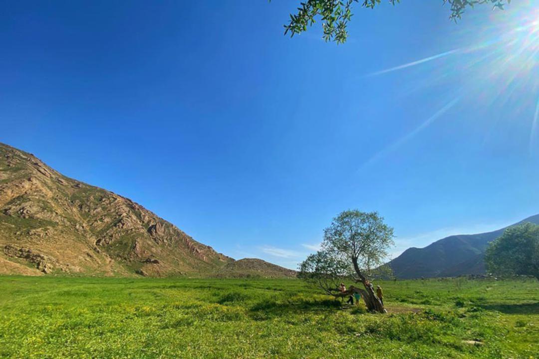 طبیعت سرسبز دشت هویج