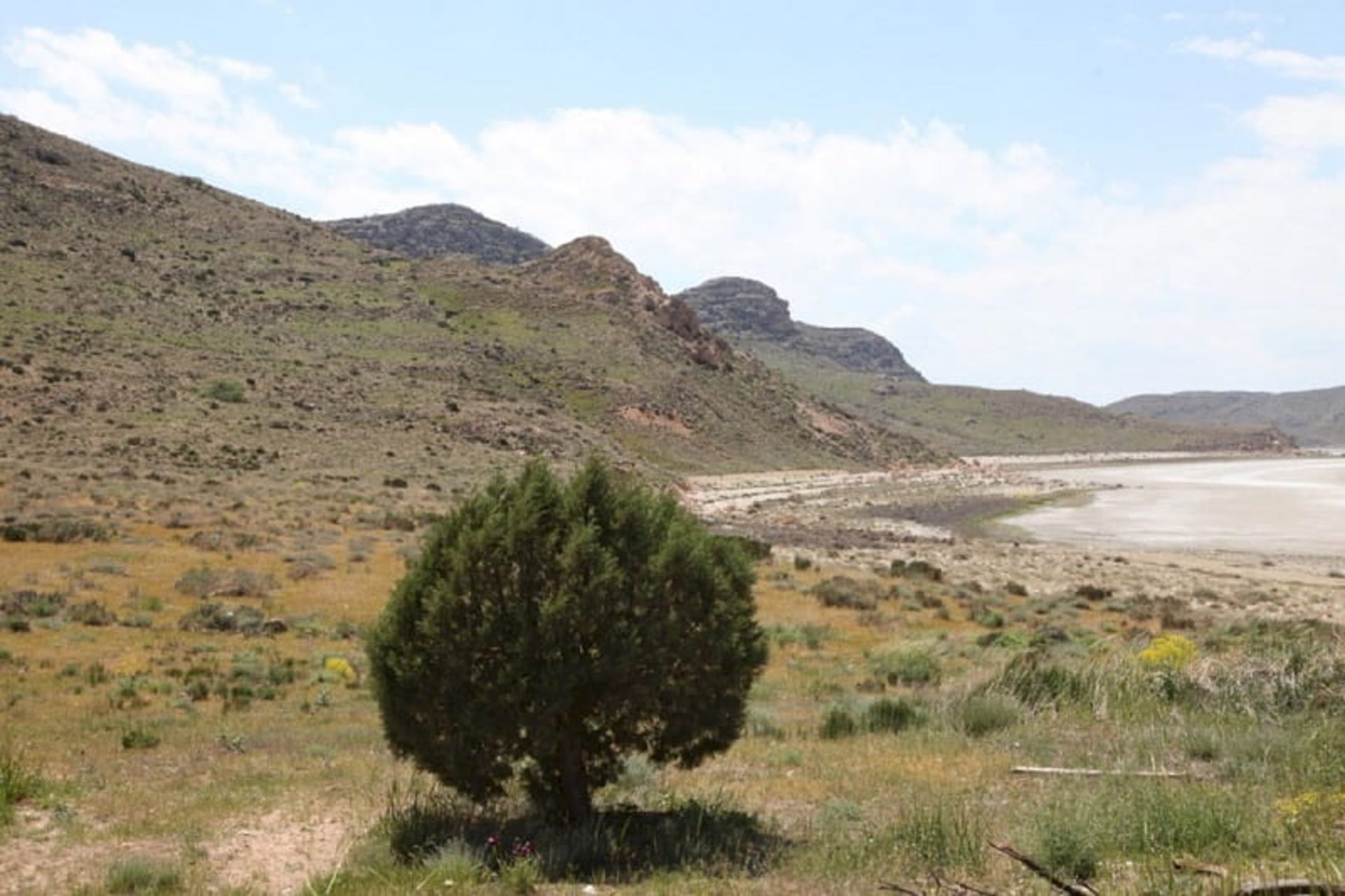 پوشش گیاهی