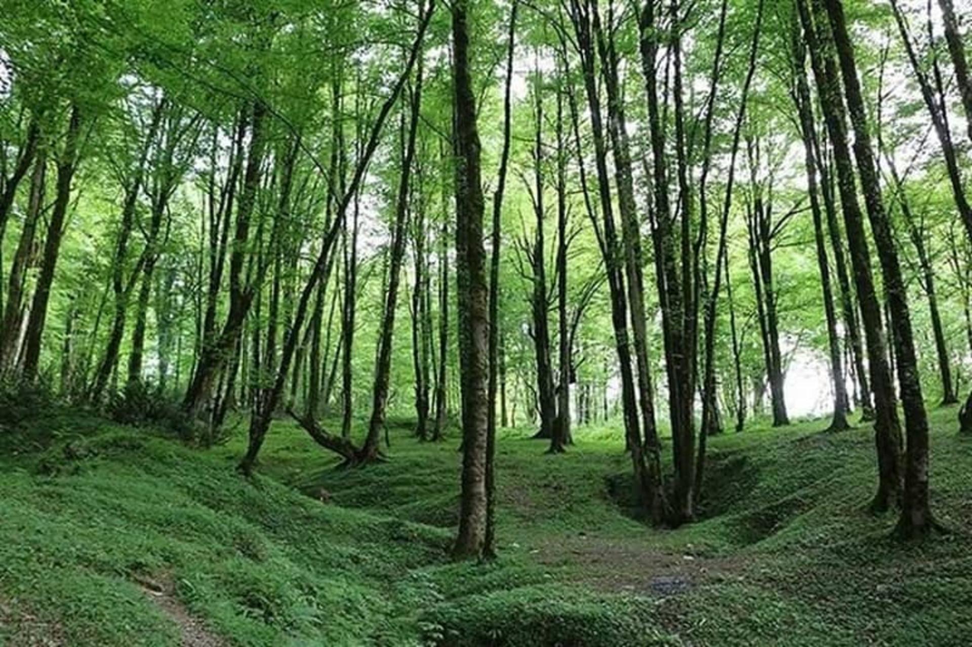 جنگل در اشکورات
