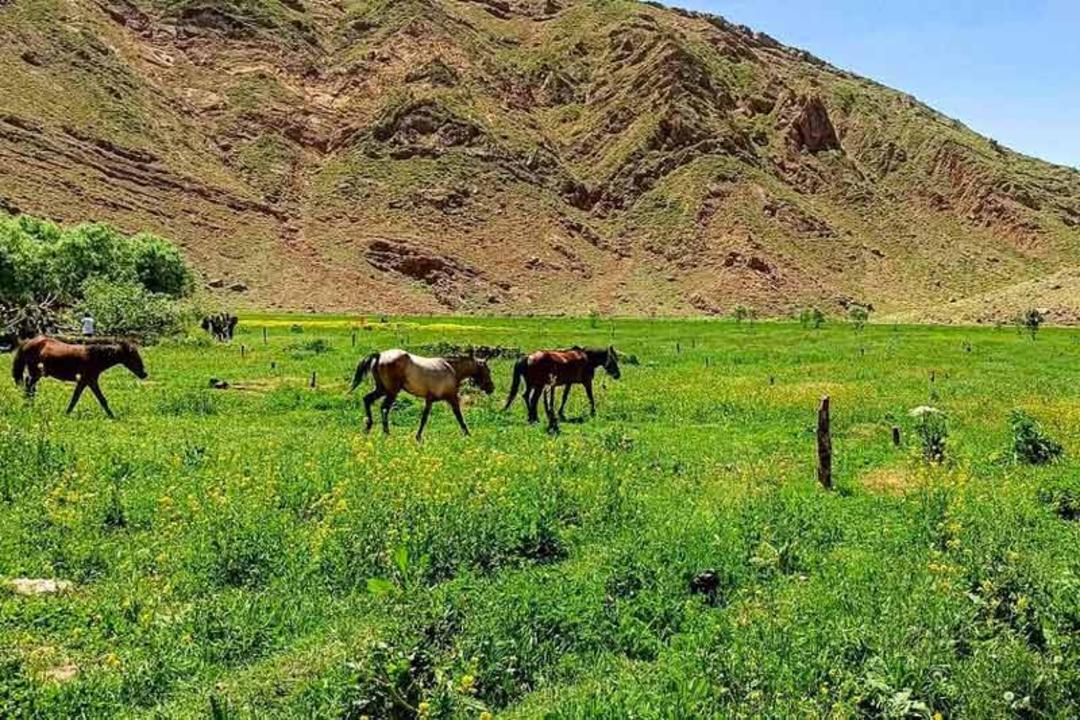 اسب‌ها در دشت هویج