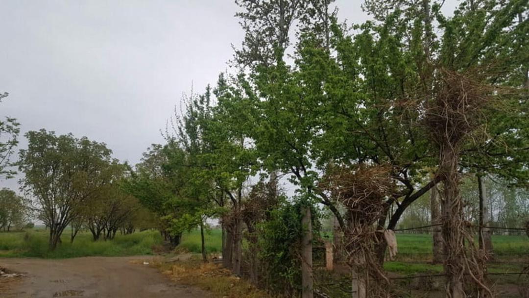 درختان روستای زرگر
