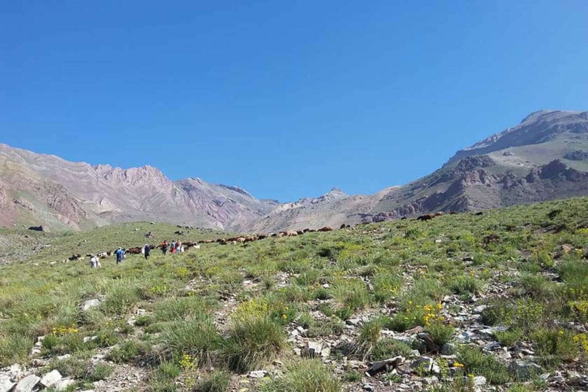 راهپیمایی در دشت هویج