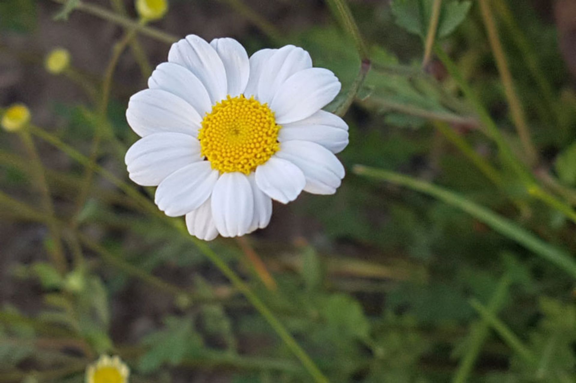 پوشش گیاهی در دره پیازچال