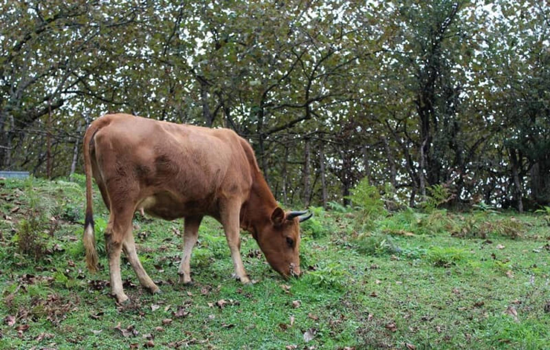 حیوانات روستای گره گوابر