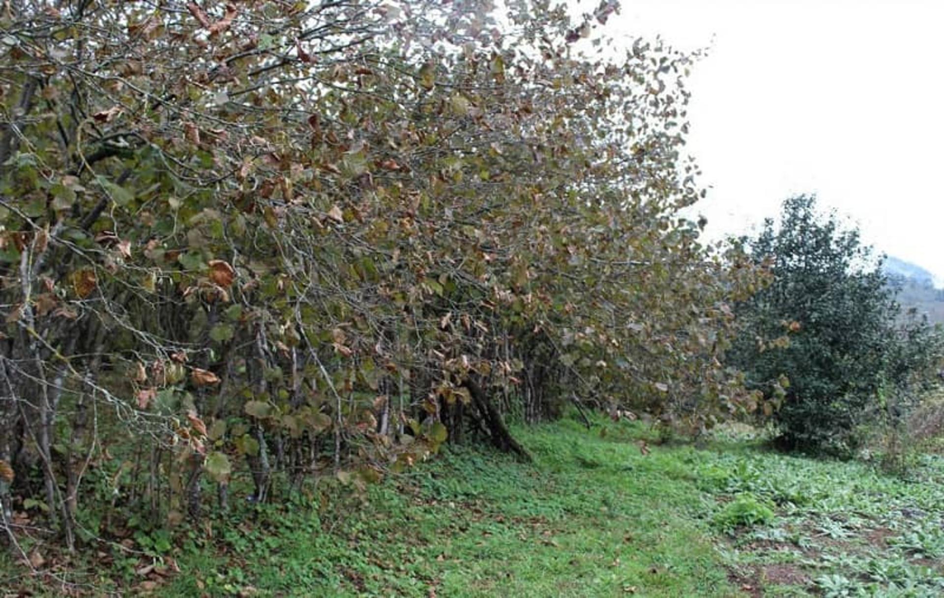 طبیعت سرسبز گره گوابر