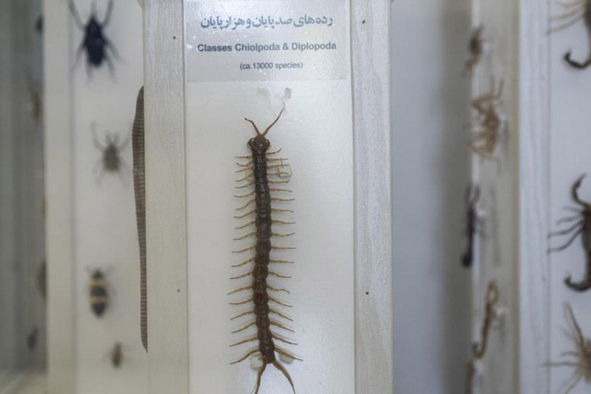 حشرات گوناگون در موزه طبیعت و حیات وحش دارآباد