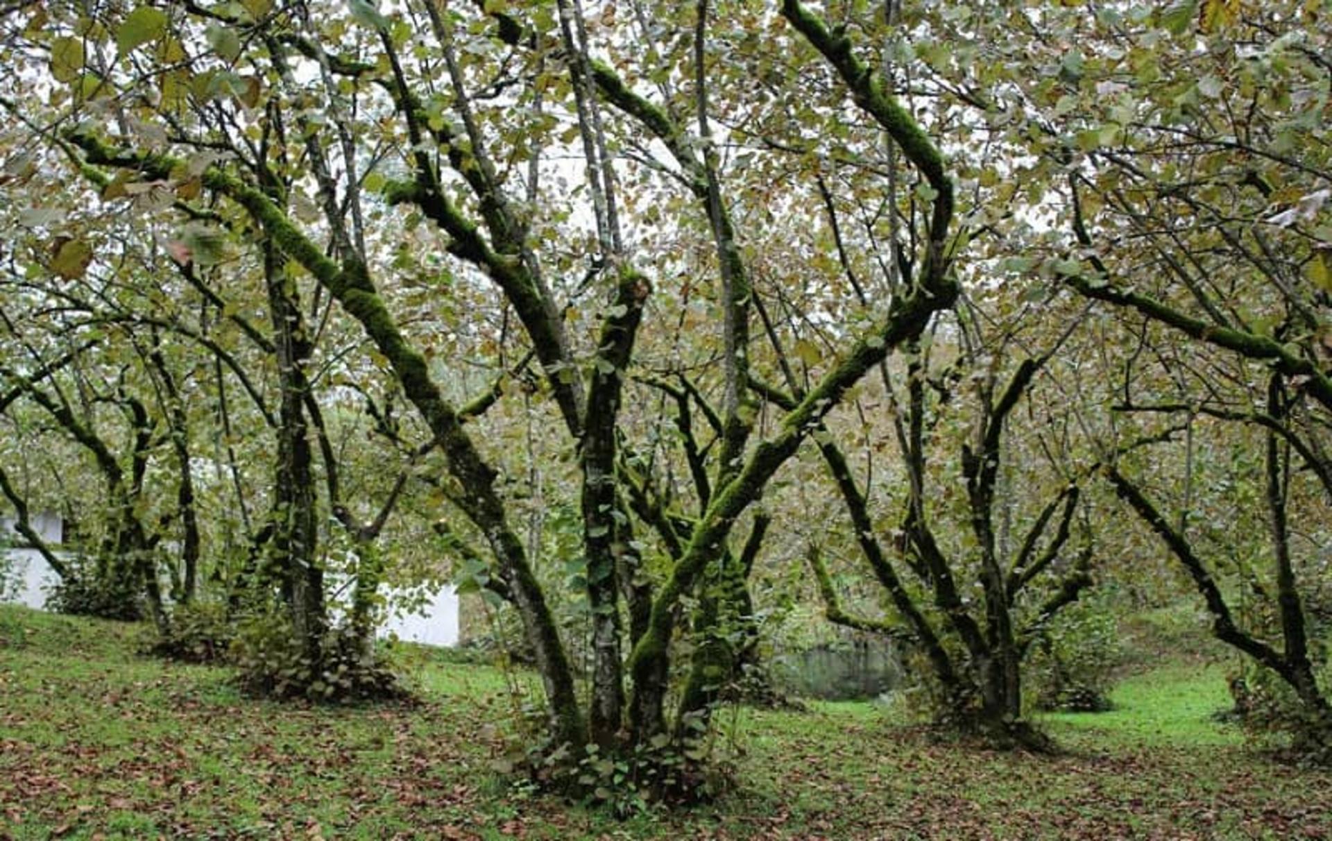 شکوفه درختان در روستای گره گوابر
