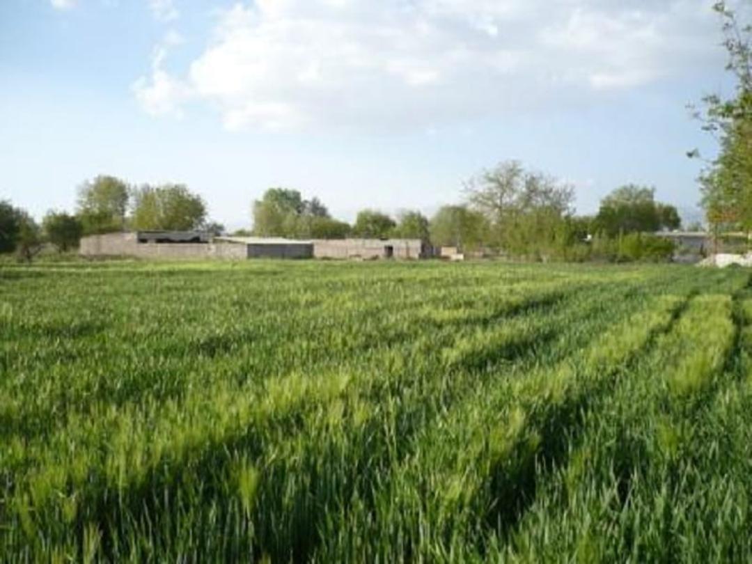 مزارع روستای زرگر