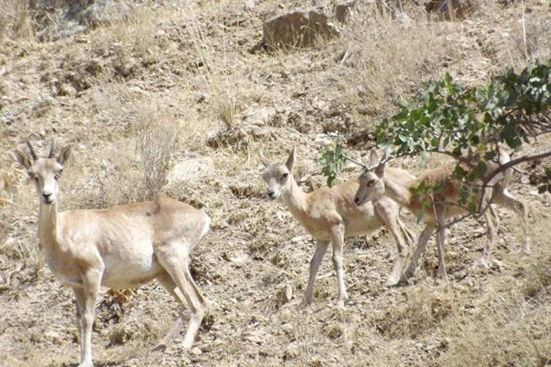 پستانداران منطقه حفاظت شده جاجرود