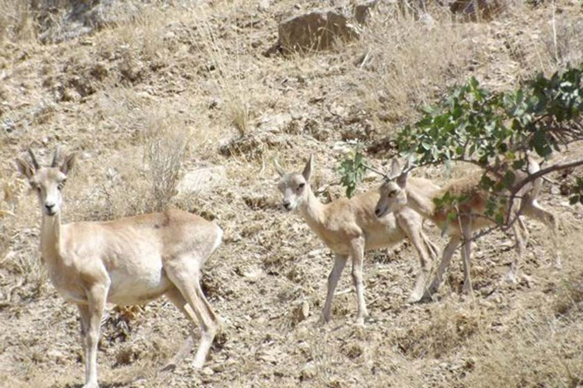پستانداران منطقه حفاظت شده جاجرود