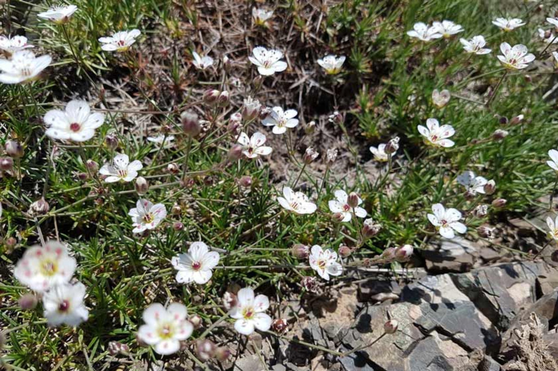 گل‌‌های زیبا در دره پیازچال