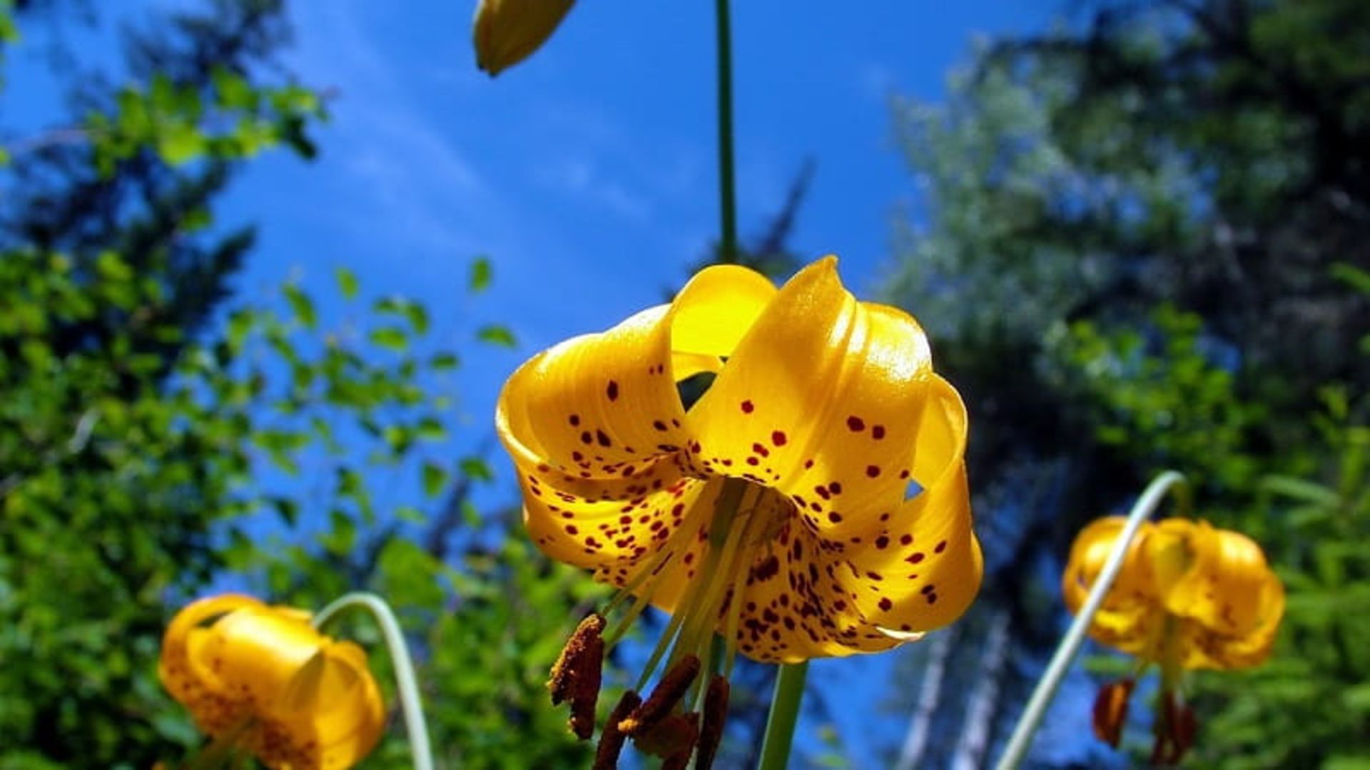 سوسن چلچراغ